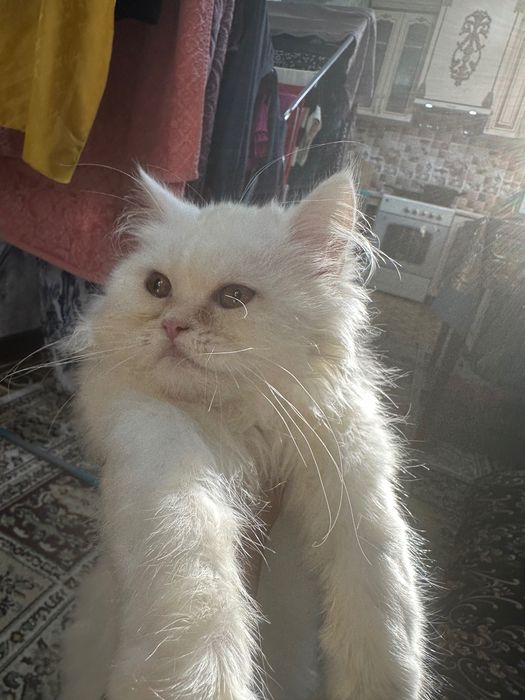 Кошка белый парода