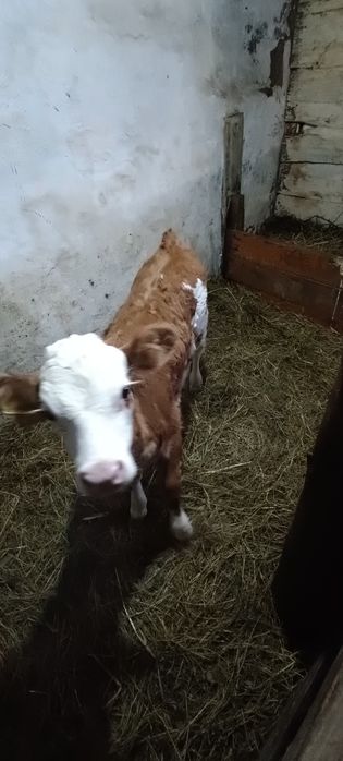 Продам телёнка телочка