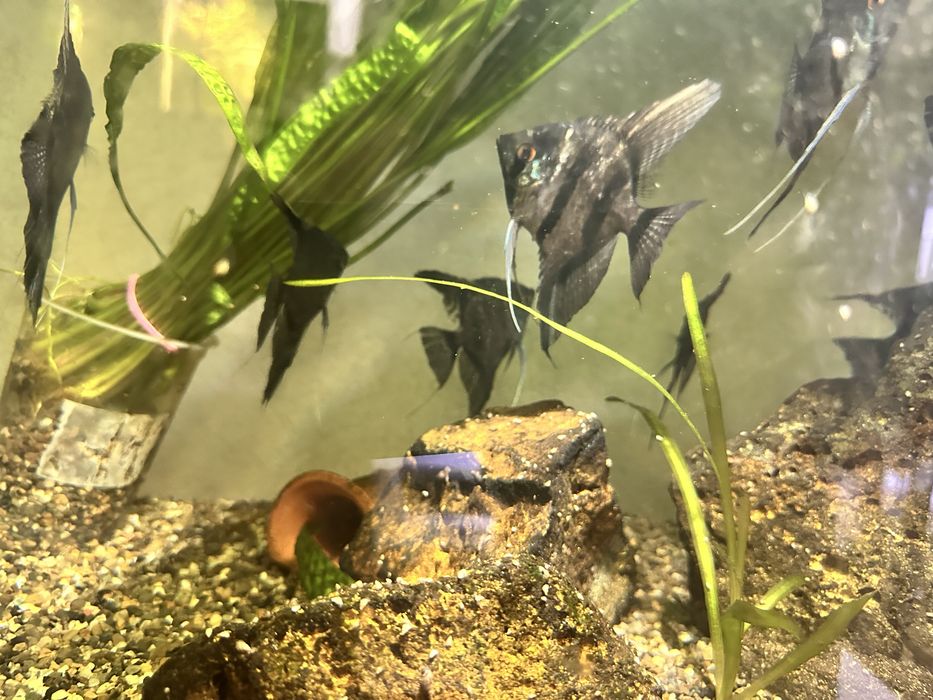 Продам рыбок красивых