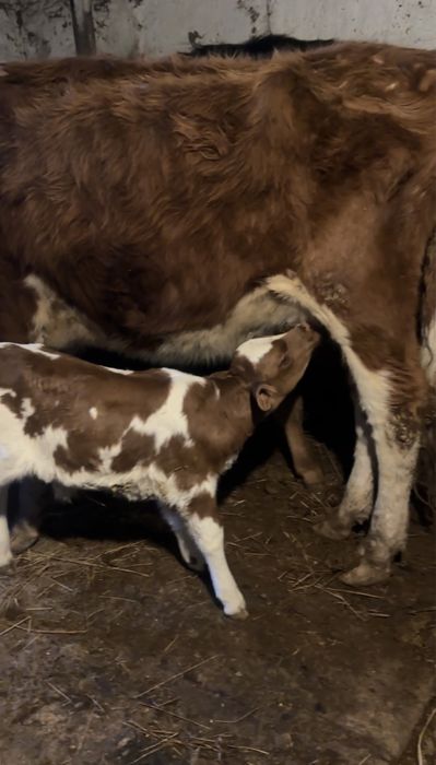 Тёлки 5 голов 2 телёнка