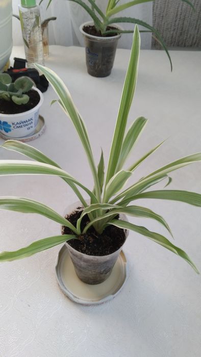 Комнатные   цветы