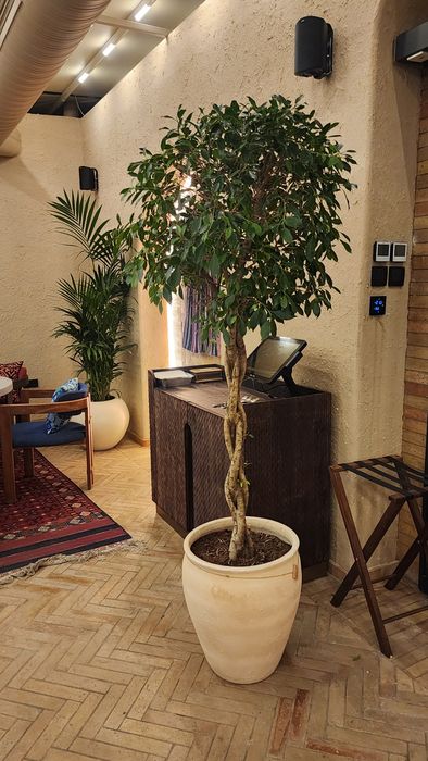 Уход за растениями