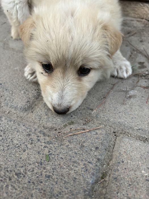 Отдам щенка в добрые руки