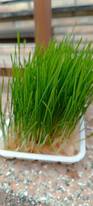 Гидропоника от 500 кг до 5 тон Ундирилган бугдой 500кгдан 5 тоннагача