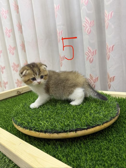 Котята Скоттиш Фолд и Страйт