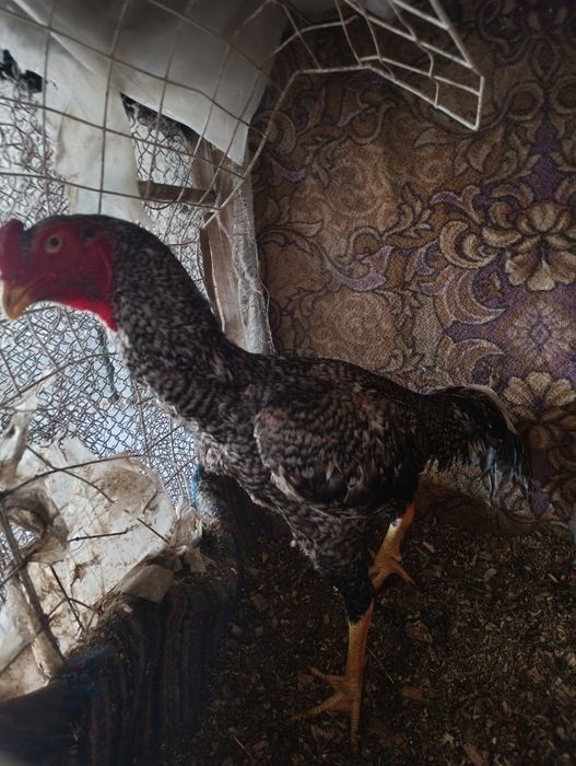 Дакан апрельский дакан