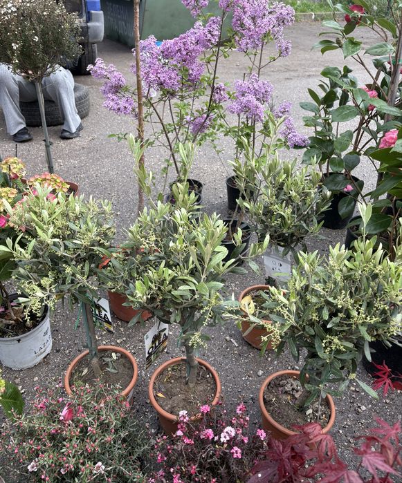 Лимони/Кумкуат и растения