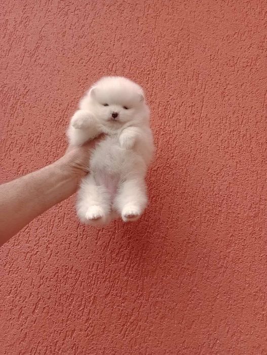 Померани на различни възрасти!!