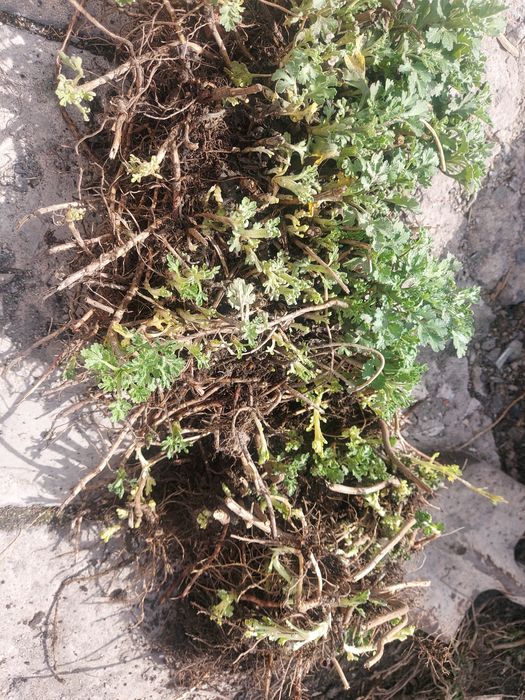 Луковицы лилии,черенки хризантемы.