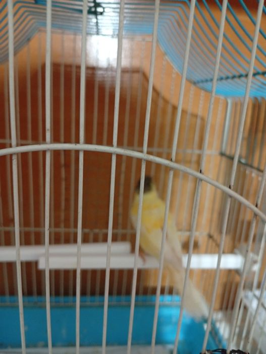 Продажа канарейк