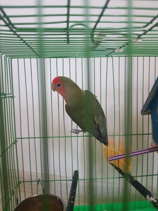 Agapornis si peruș de vânzare