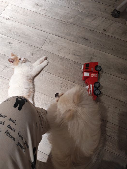 Пропал кот, молодой подросток