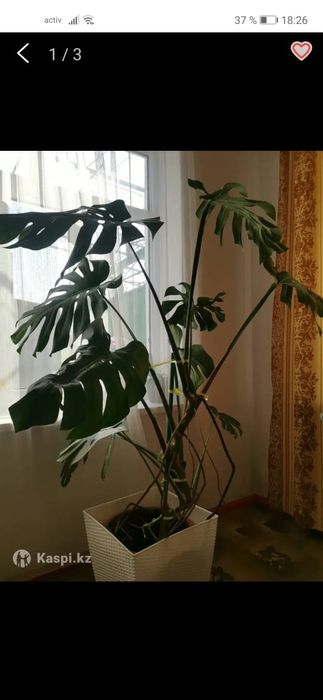 Продам цветок Монстера