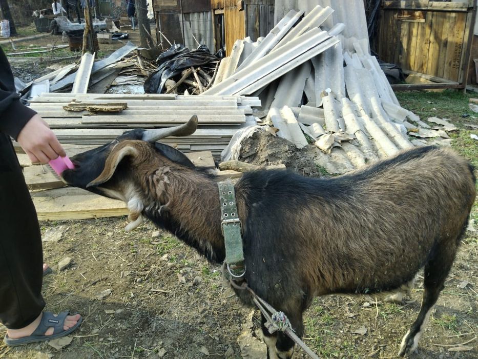 Алпиский теке сатылады