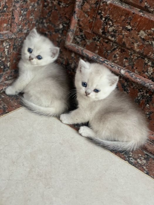 Tozza paroda shinshilla serebrenniy
2 oylik sotiladi 
4 dona bor 
Rasa