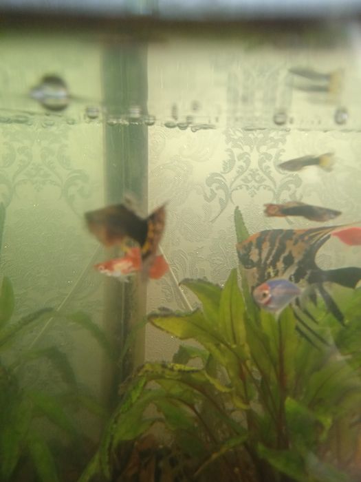 Аквариумные рыбки