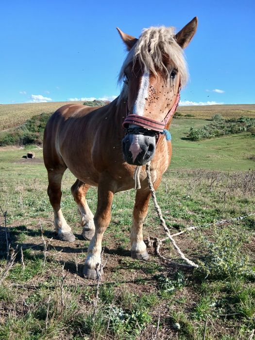 Vând harmasar foarte cuminte vârstă de 5 ani merge și la căruță