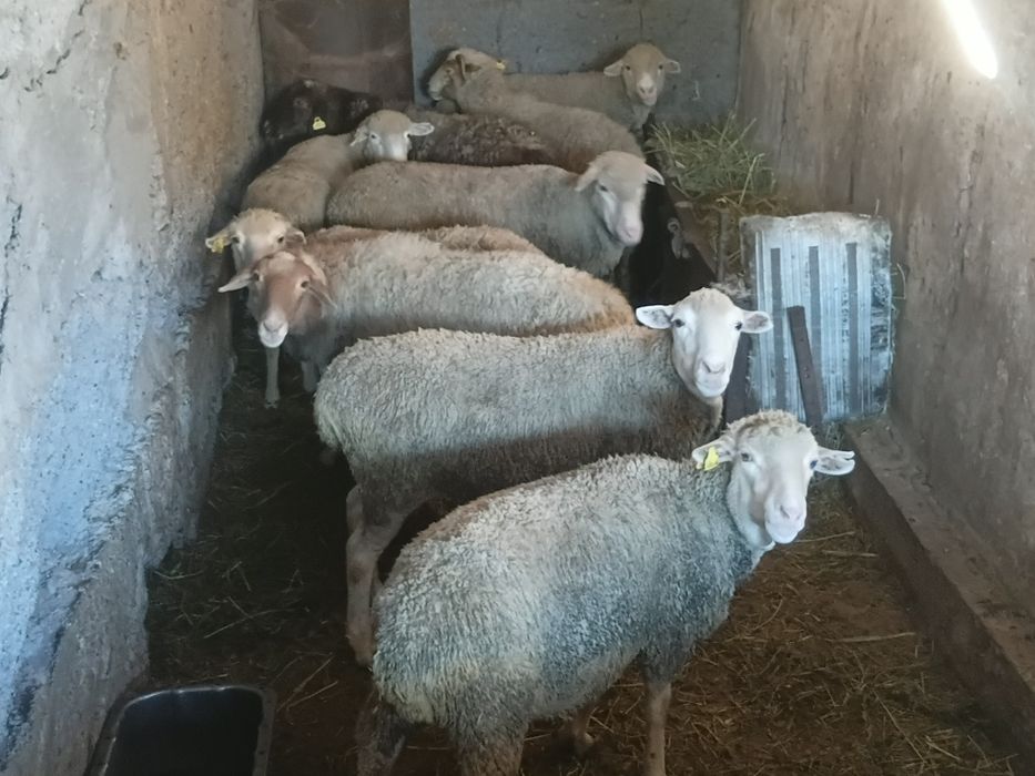Продам баран матки жирные.
