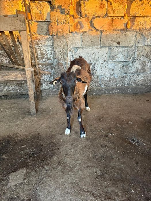Capre de vânzare 10 capre și un țap