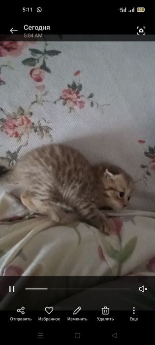 Котенок шотландский вислоухий