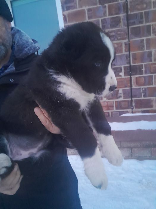 Щенок САО алабая Срочно!