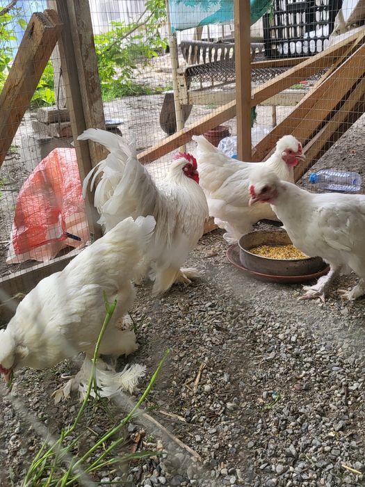 Troykalar sotiladi bir uya 4 ta