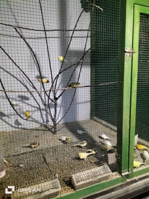 Canari de cântec la vanzare