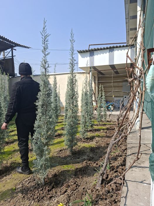 Продаётся Аризонский кипарис.