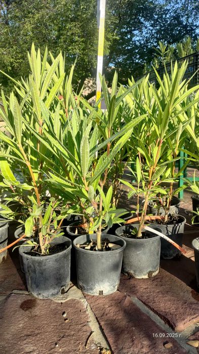 Олеандър/Зокум/Лян/Nerium Oleander : 65-75 см височина-ПРОМОЦИЯ