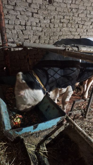 Ogiz satiladi. Baxasi 55mln