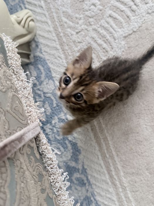 Продам котенка мальчик 1.5 месяца