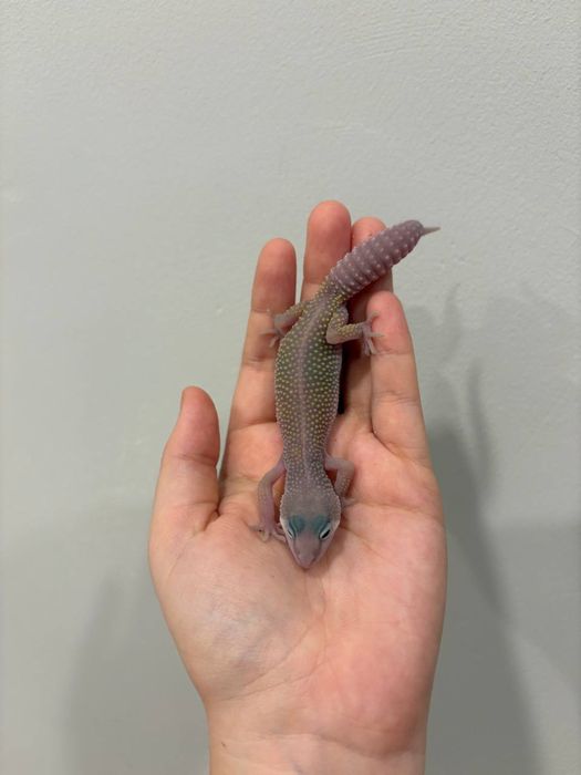 Эублефары разных морф