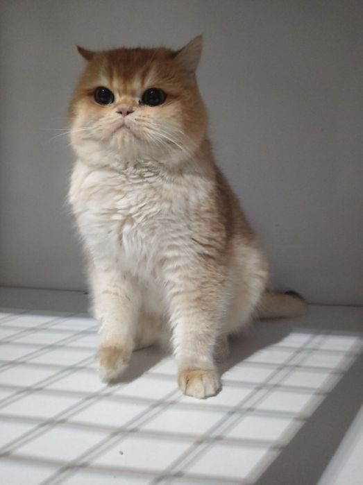 Zalatistiy shinshila ny12lar sotuvda