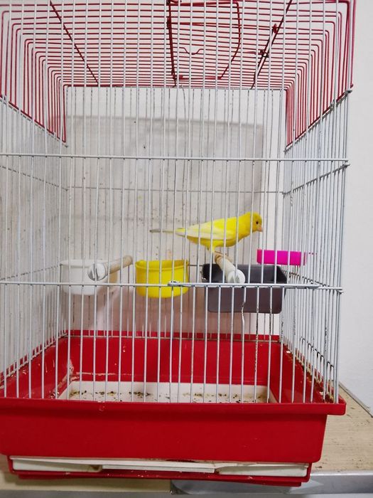 лимон нар 7, 8 ойлик  сайрода