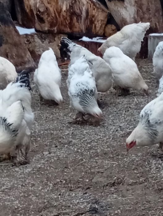 Продам куриц и петухом