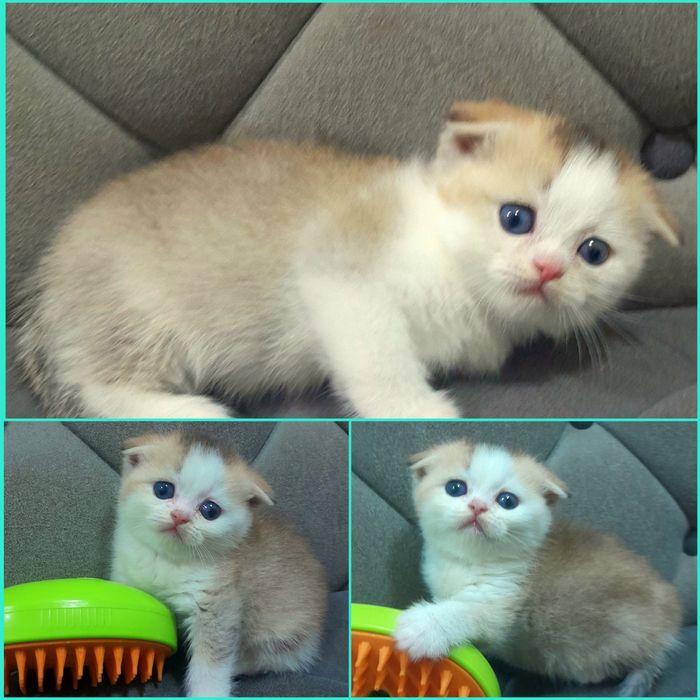 Продаётся шикарный котёнок, шиншилла..