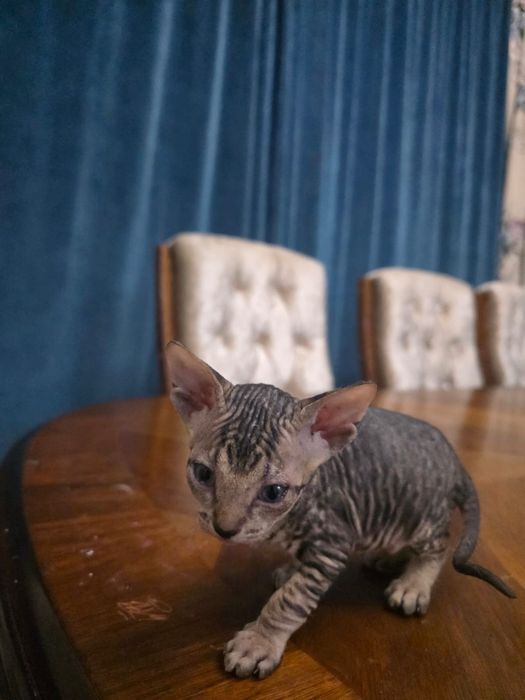 Продажа котят Канадский сфинкс