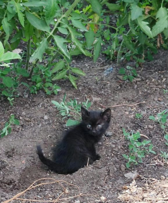 Котята в добрые руки.