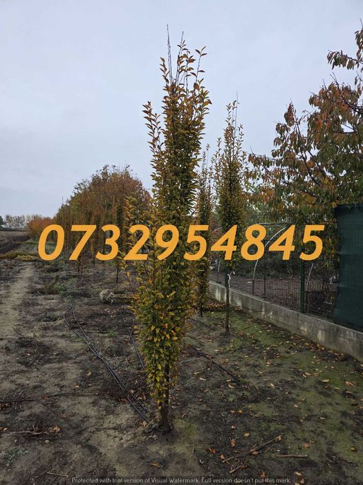 Tei, Mesteacăn, Arțar, Platan, Stejar – Exemplare Mari