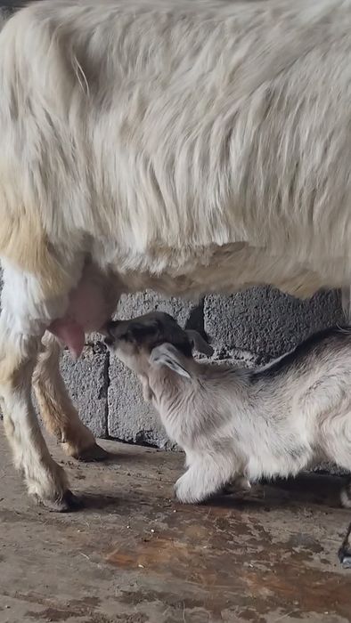 Занен ешкі сатылады