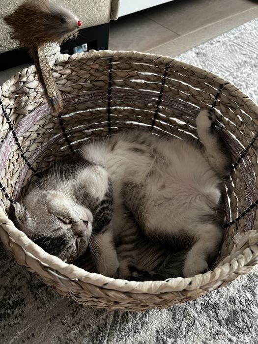 СКОТИШ ФОЛД! Мальчик ! Низкая цена