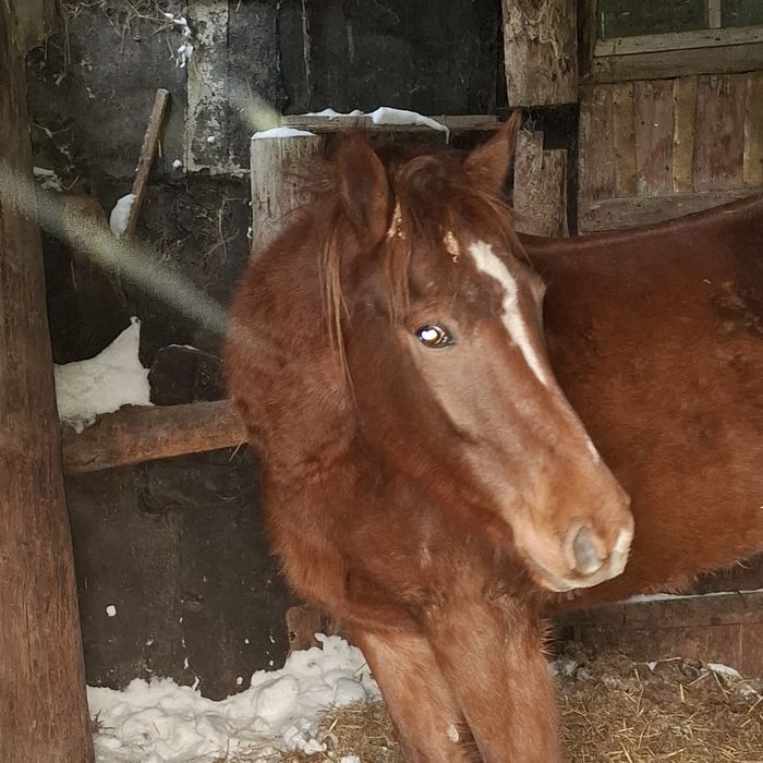 Продам байтал с откорма