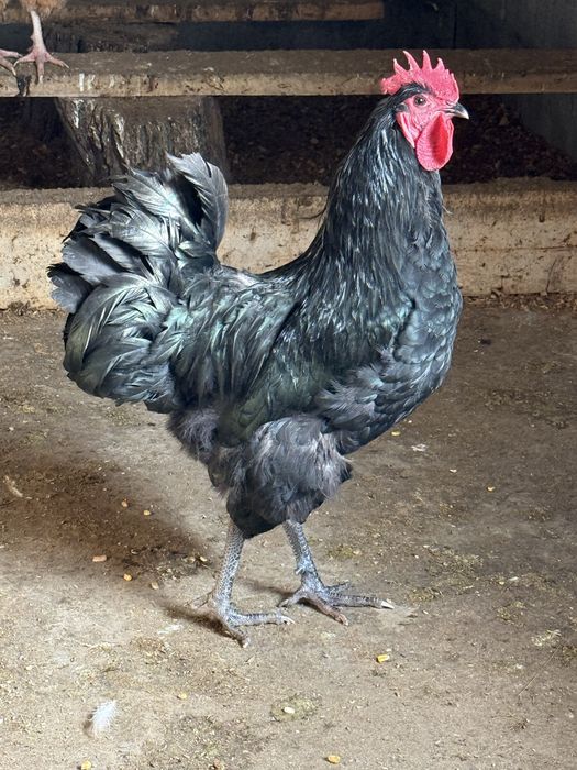 Австролорп Россия.