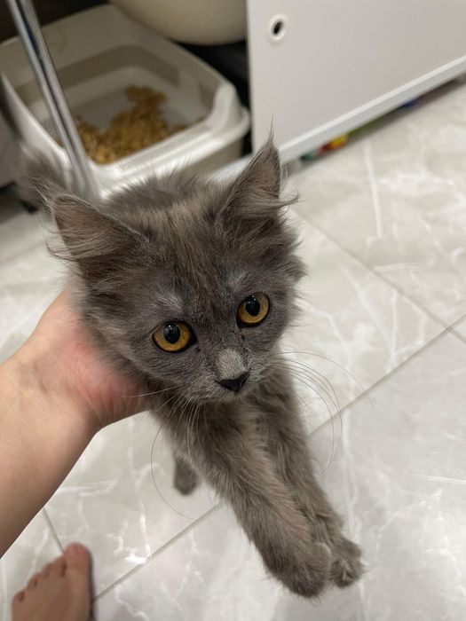 Котёнок в добрые руки!