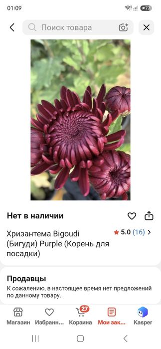 Продам отростки  хризантемы  бигуди