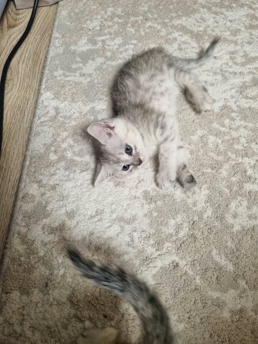 Отдам котят в добрые руки