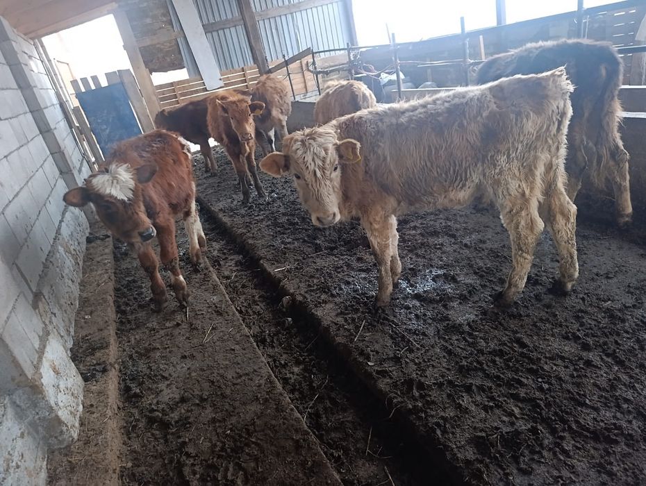 Бузаулар сатылады