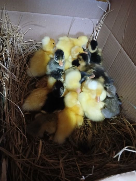 Bobocei de rață românească și pui de țară