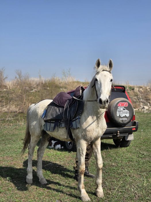 Продаю мерина 10 лет