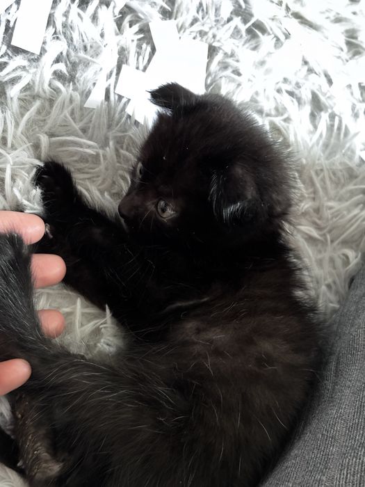 отдам котенка в добрые руки